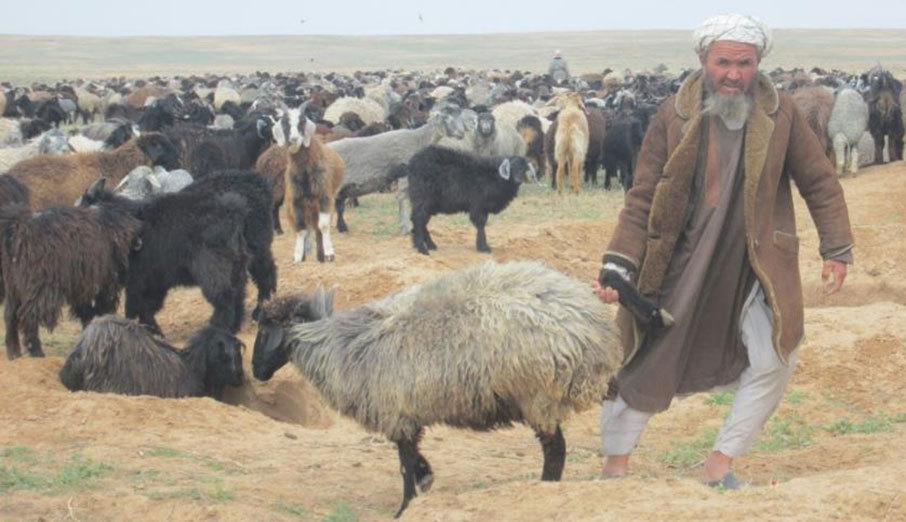 ガゼニ・ラハットに使われる羊と放牧の様子